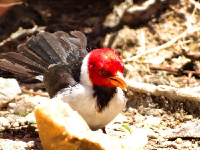 Pousada Curupira Albuquerque  Екстер'єр фото